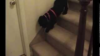 Puppy Poodle Conquering Fear of Stairs