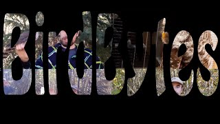 BirdBytes Season 2 - Official Trailer