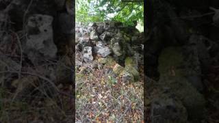 Suite projet permaculture en Moselle 15 octobre 2016 préparation du couvert pour le hiver