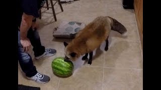 Loki helping to put away the groceries