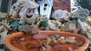 Northern Flicker visits the bird bath again!