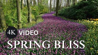 🌸 Relaxing Spring Guitar Music – Soothing Acoustic Melodies in 4K