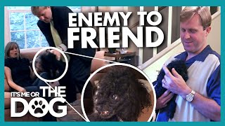 Can Hostile Relationship Between Dog and Owner Turn to Love? | It's Me or the Dog
