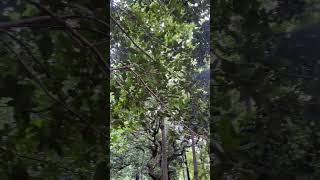 Onno Groher Chaad || অন্য গ্রহের চাঁদ | Short Cover | Sohan Ali