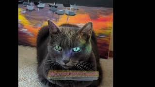 Purring Cats for Sleeping Episode 39 clip 14