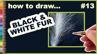 Black and White puppy fur - Fur Friday #13