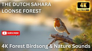 Relaxing Forest Birdsong at Loonse en Drunense Duinen   Nature Ambience