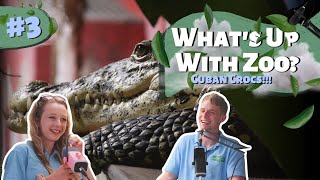 Croc-ing and Rolling | WHAT'S UP WITH ZOO | PODCAST EPISODE 3