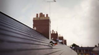 CGI "Birds on Rooftops" Blender