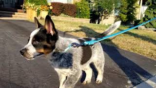 Sherlock on a Walk!