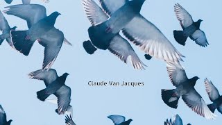 Claude Van Jacques - I Can Not Fly (Official Video)