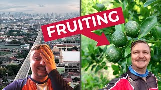 The Calamansi Farm Is Booming (Leaving Philippines City Life!)