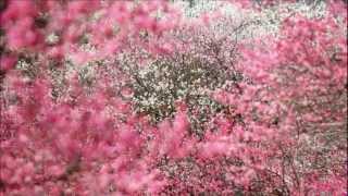 Michael Gore Theme from Terms Of Endearment 1984