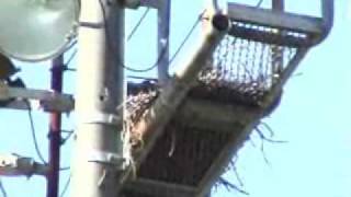 Red Tailed Hawk ? You tell me PLZ.