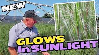 Little Bluestem Ha Ha Tonka - Exciting New Ornamental Grass that Glows! (Shorter Video Version)