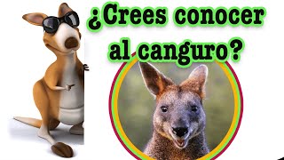 EL CANGURO 🦘 | Videos educativos para niños |Documentales para niños| los animales