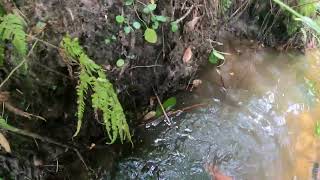 Screening for Artifacts Lake Helen Creek #florida #explorer #sloggervlogger #history