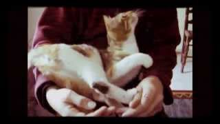 RADIOTHERAPY MUSIC/HARP-BEAT GUEST.. FUZZY RESONANCE(CAT)
