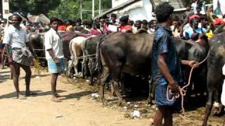 JALLIKATTU Madurai,TN -- ‎Jan ‎14, ‎2010------ "Tradition doesn't make something Right".