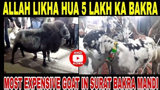 Saniwari Bazaar Surat Bakra Mandi 2025 | Sachin Bakra Mandi 2025 | #anziaqwa