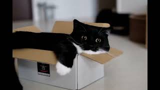 The Superior Cat.
