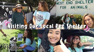 Visiting Our Local Animal Shelter & Getting An Office Cat?! | Petique Visits The West End Shelter