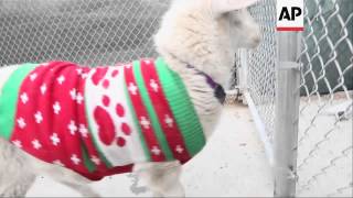 A sheep wearing a festive red-and-green sweater was found wandering around Omaha over the weekend.