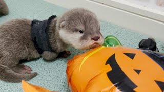 カワウソ赤ちゃんのハロウィンパーティ Otter baby Halloween party【特別編】