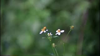 Beautiful types of flowers