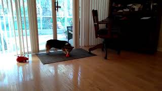 Corgi New Christmas Toy