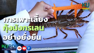 การเพาะเลี้ยงกุ้งมังกรเลน อย่างยั่งยืน
