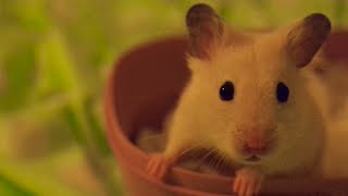 Vanilla being cute