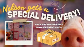 Nelson Gets Mail! ❤️🐷📬