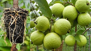 🔴LIVE 🌿Grow Guava Tree FAST with These 5 Pro Tips! Best Ideas for Growing Guava Tree Faster! #live