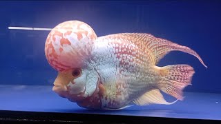 ✍ Top 2 the beautiful gb flowerhorn big header fish my farm