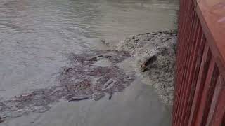 Hochwasser am Inn in Wasserburg