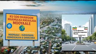 Abdi number 7)new) moyale lafe tena 2025