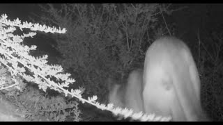 Mountain Lion in backyard -- San Mateo, California, August 31, 2020
