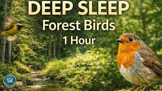 🌲 Relaxing Forest Birds Chirping | 1 Hour North Woods Nature Ambience