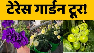 घर की छत पर उगाई गई सब्ज़ियाँ और पौधे देखें गार्डन टूर | Terrace Garden Video In India In Hindi