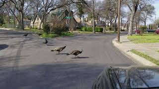 That time when I got #lost trying to find a #shortcut to the #dallaszoo. #peacock #hood