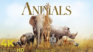 Animals 4K • Relaxation Film with Peaceful Music | Nature 4K Relaxation Film