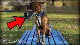 A party was arranged for a homeless dog — but no one came. Save the animals