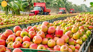 Why Are Japanese Apples the Most Expensive in the World? | How Apples Are Grown & Harvested in Japan