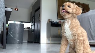Yung Aso Na Di Nakikinig 😂 #dog #viral #doglover #shortvideo #animal #amazing