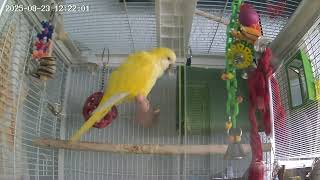 “My bird talks more than me… and she doesn’t even breathe 😂🐦 #trending #viral #birds #ytshorts #yt