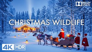 Christmas Wildlife 4K | The Secret Creatures of Snow-Covered Christmas Forests