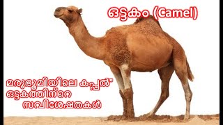 മരുഭൂമിയിലെ കപ്പല്‍” | ഒട്ടകം (Camel) | ഒട്ടകത്തിന്റെ സവിശേഷതകൾ |Characteristics of camel