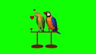 love birds green screen #greenscreenanimation #birds