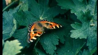 Horslips - The Snakes Farewell To The Emerald Isle (RTE John Molloy's Dublin, 1975)